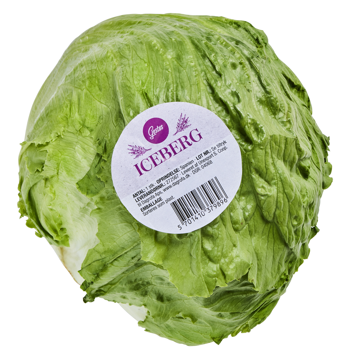 Iceberg Salat