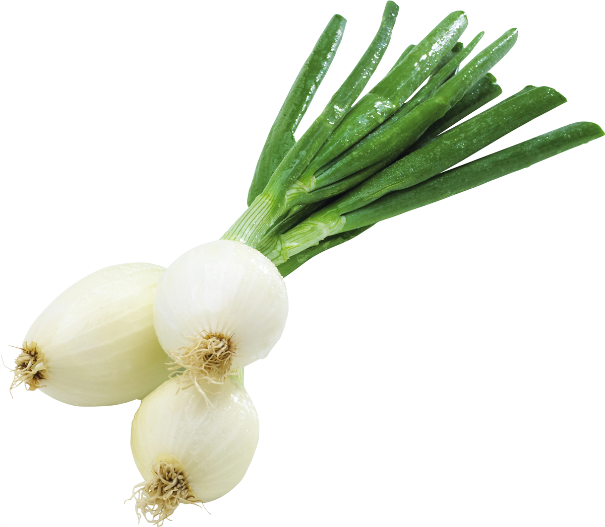 Løg med Top