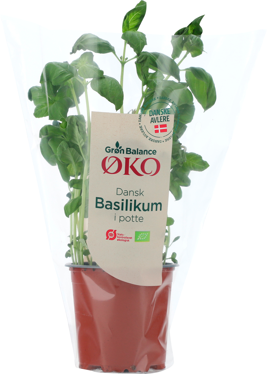 Øko Basilikum 1 stk