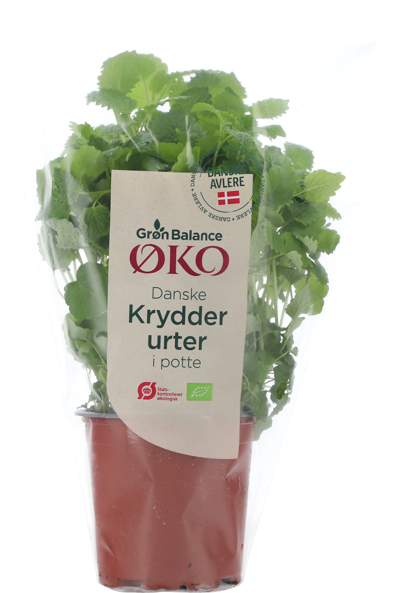 Øko-Citronmelisse