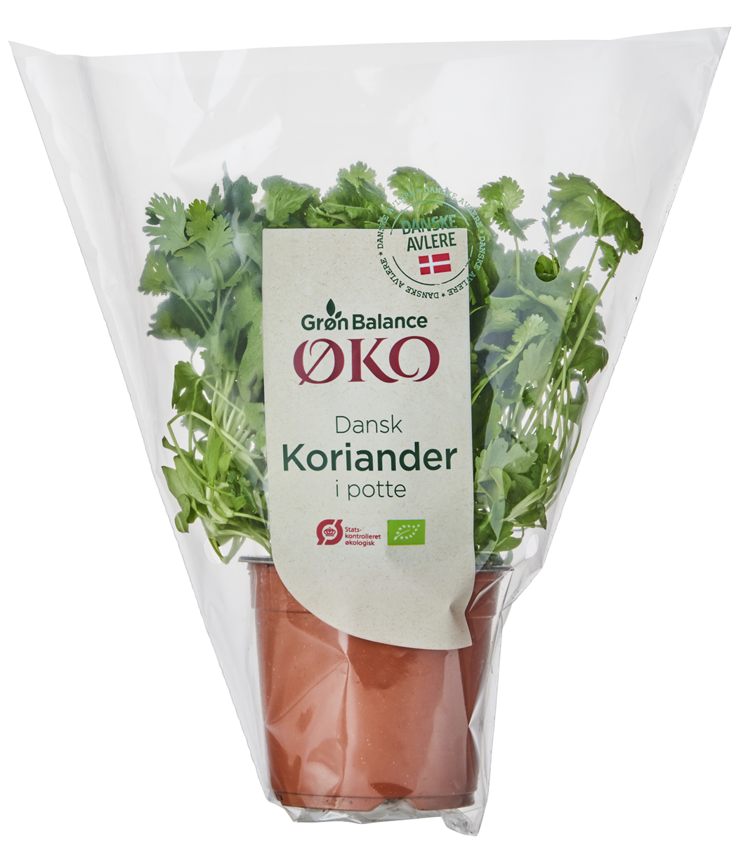 Økologisk Koriander
