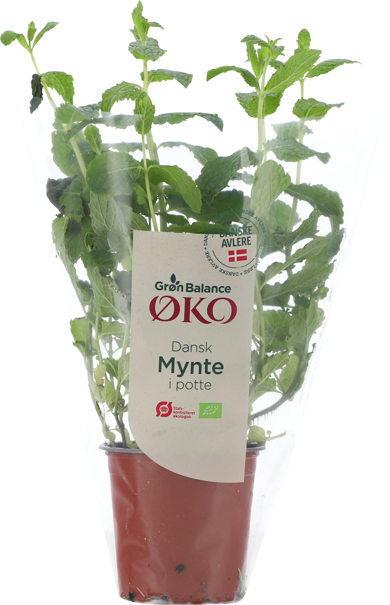 Øko-Mynte