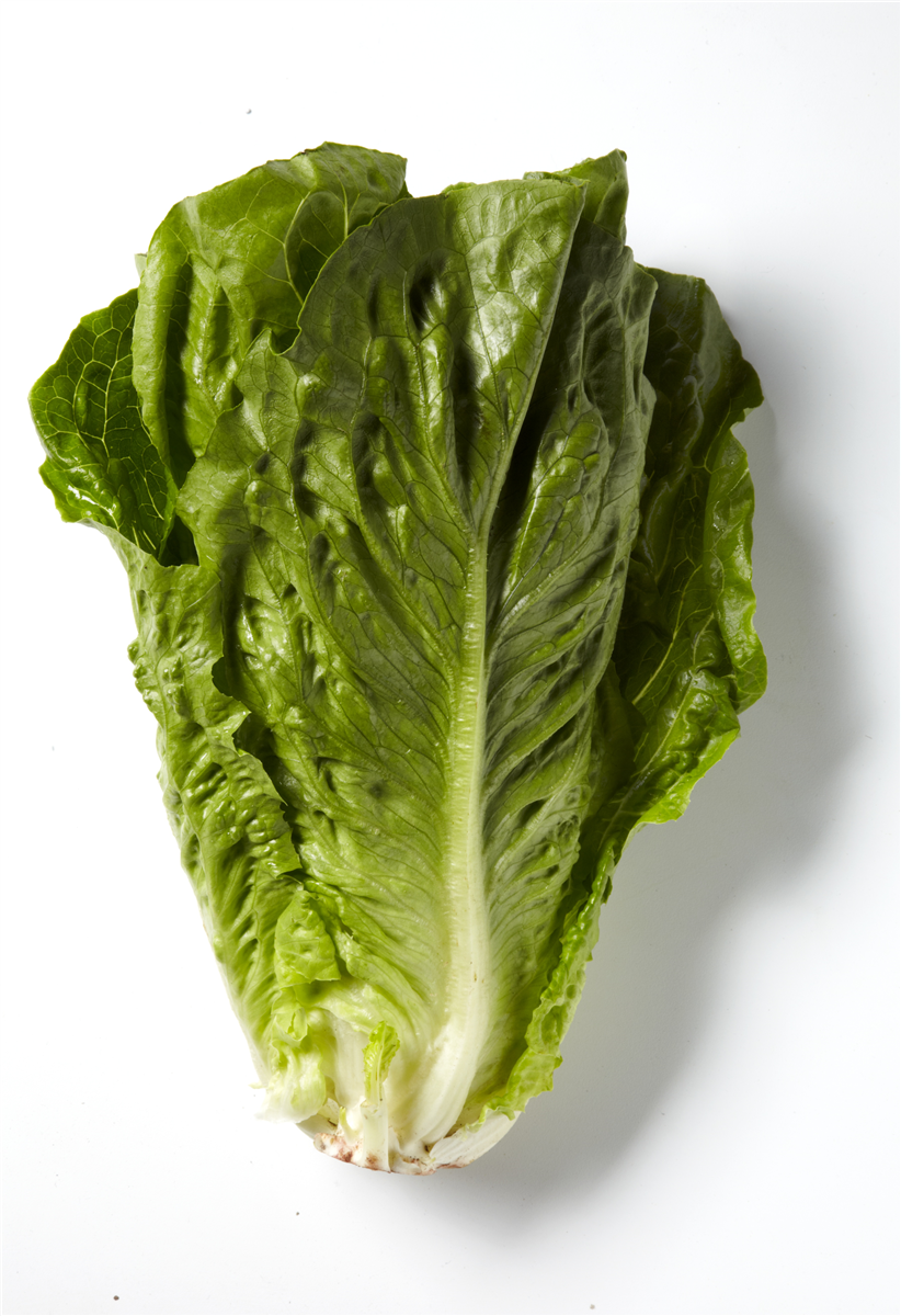 Øko-salat romaine
