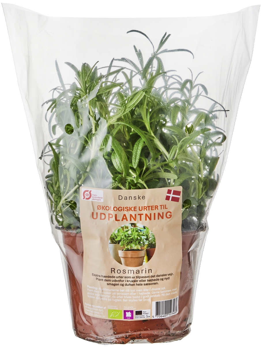 Øko-rosmarin udplantning