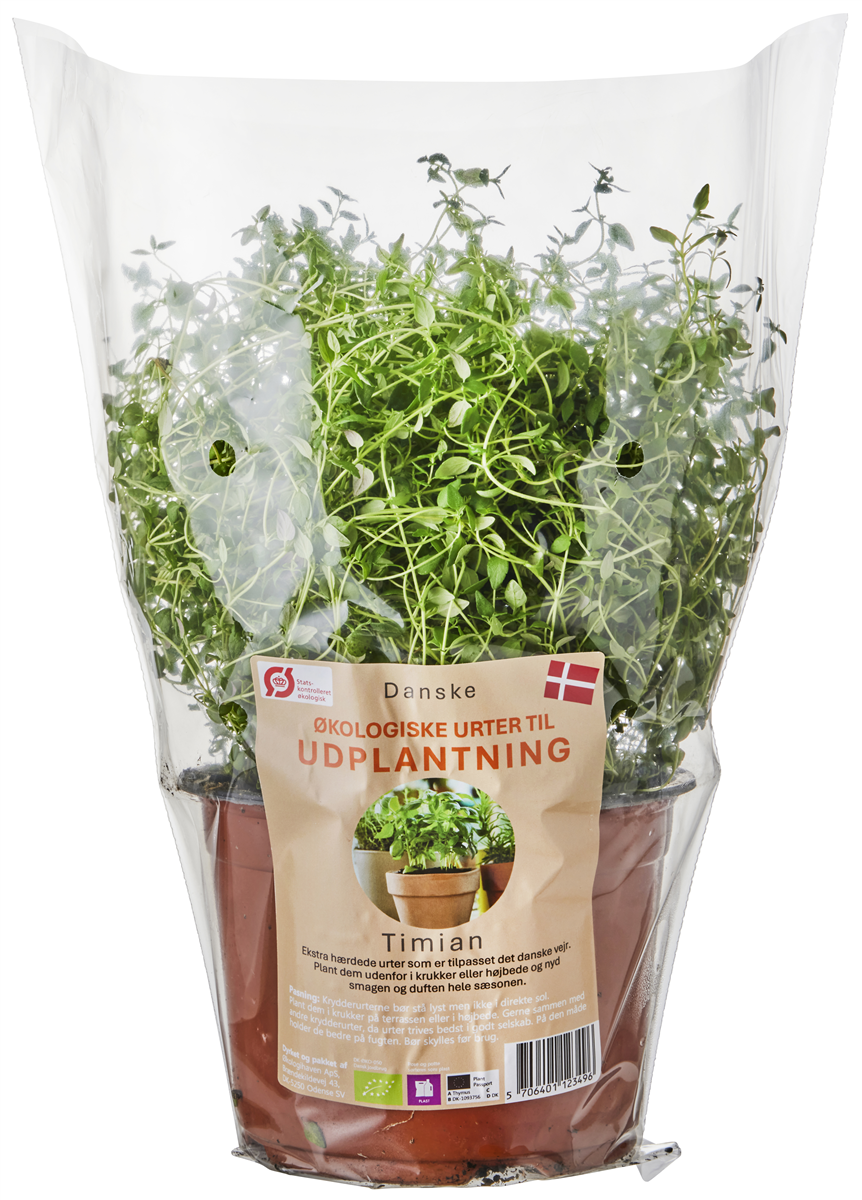 Øko-timian udplantning