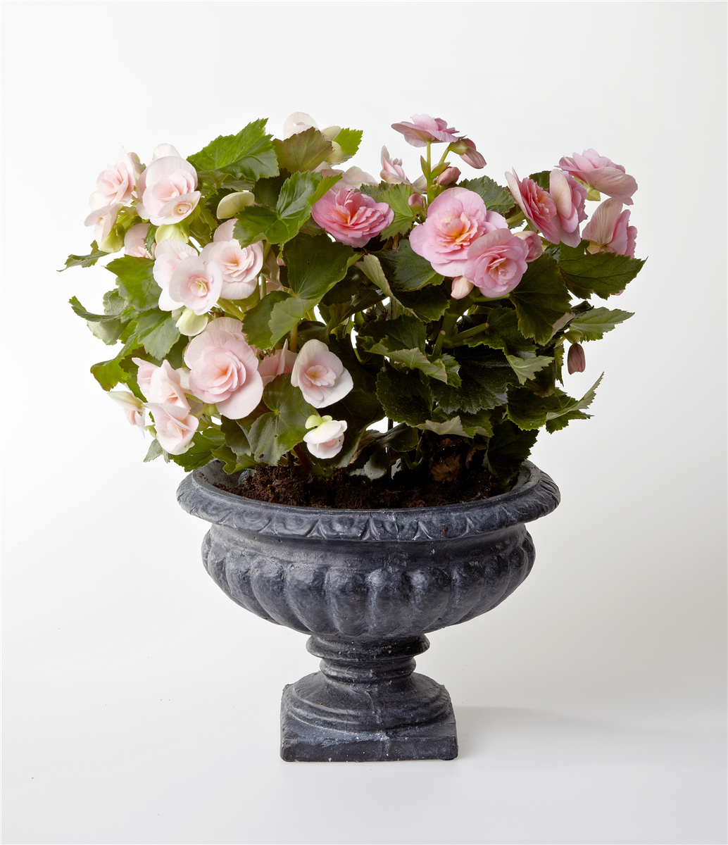 Begonia