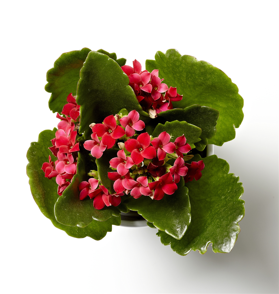 Kalanchoe mini 1 stk.