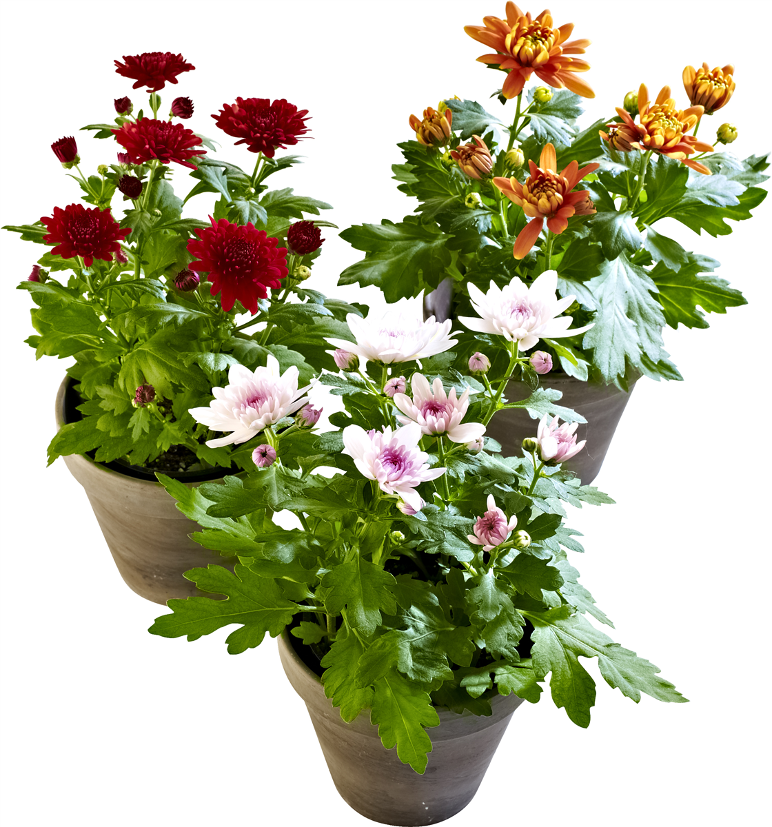 Chrysanthemum