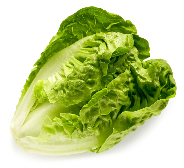 Salat Romaine