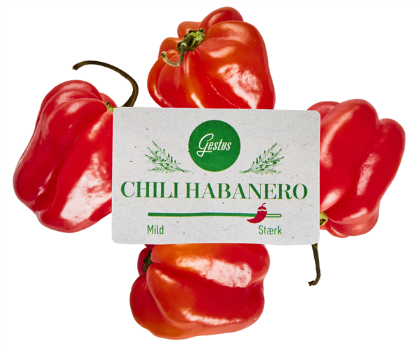 Habanero Chili