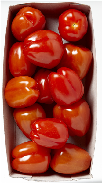 Øko-Tomat San Marzano